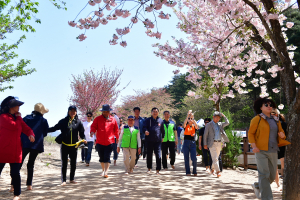 경주시맨발걷기협회 출범식 및 제1회 선덕여왕길 벚꽃맨발걷기 성료