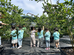 경주동궁원, 블루베리 열매따기 체험 6일부터 운영