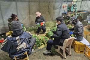 농촌 인력난 해소에‘앞장’… 경주시, 외국인 계절근로자 올해 600명 유치