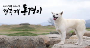 경주시, ‘경주개 동경이·금이관이 SNS캐릭터’ 상징물 추가 지정 검토