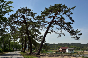 봉화군, 전통마을숲 복원사업 3년 연속 시행